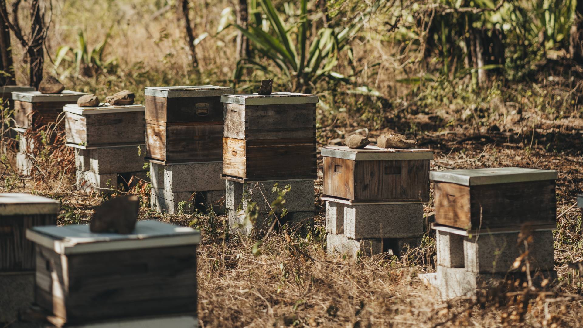 A Harvest of Excellence: Honey and Artisanship