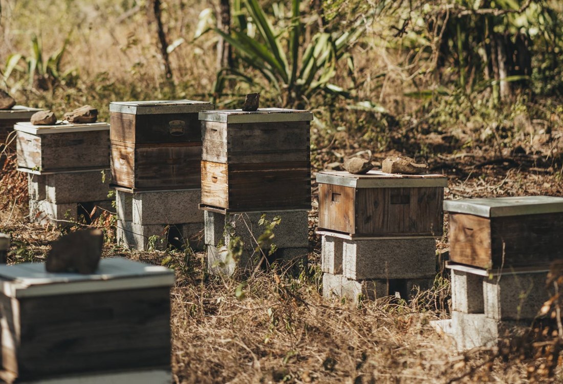 A Harvest of Excellence: Honey and Artisanship