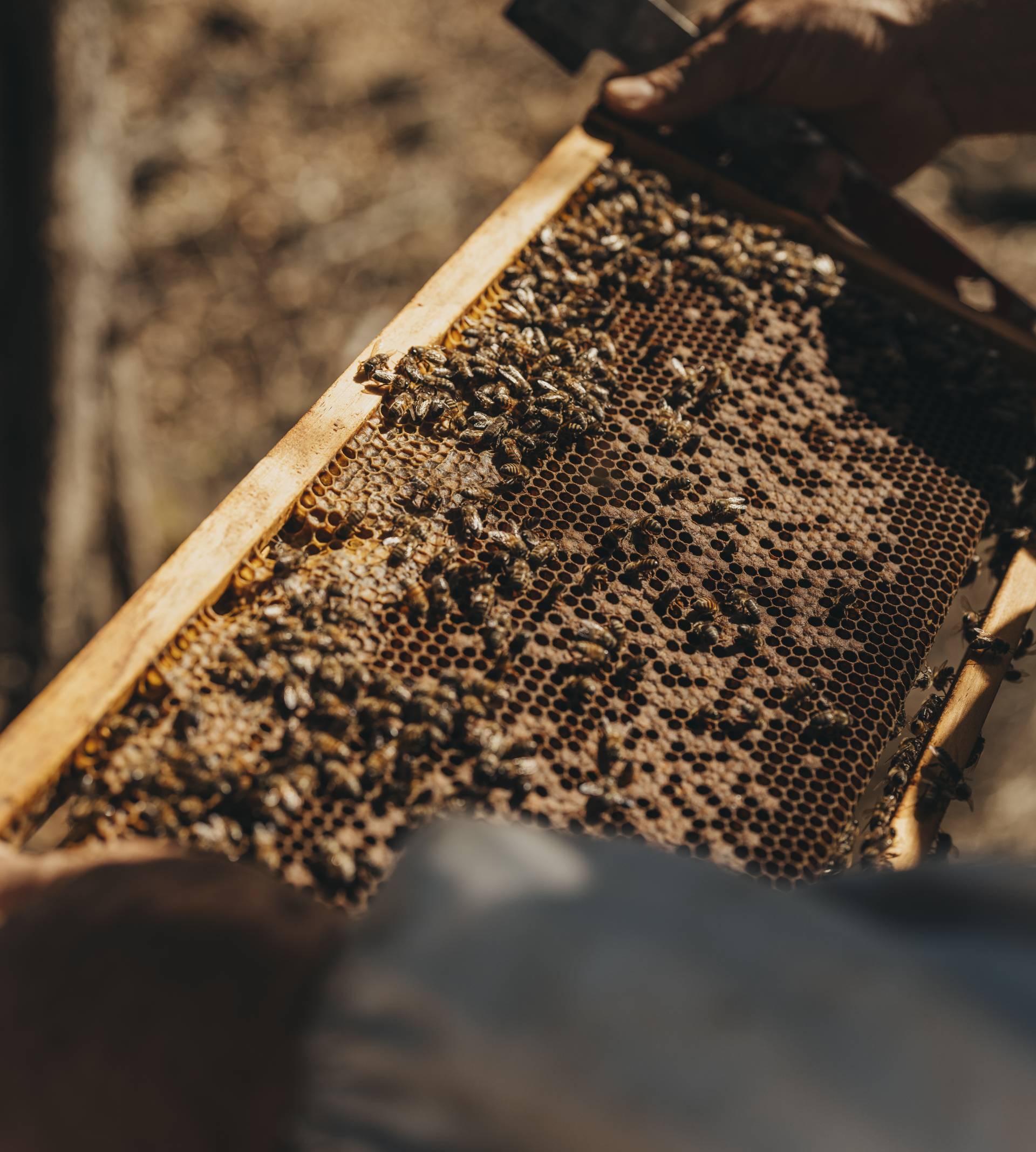 Bees