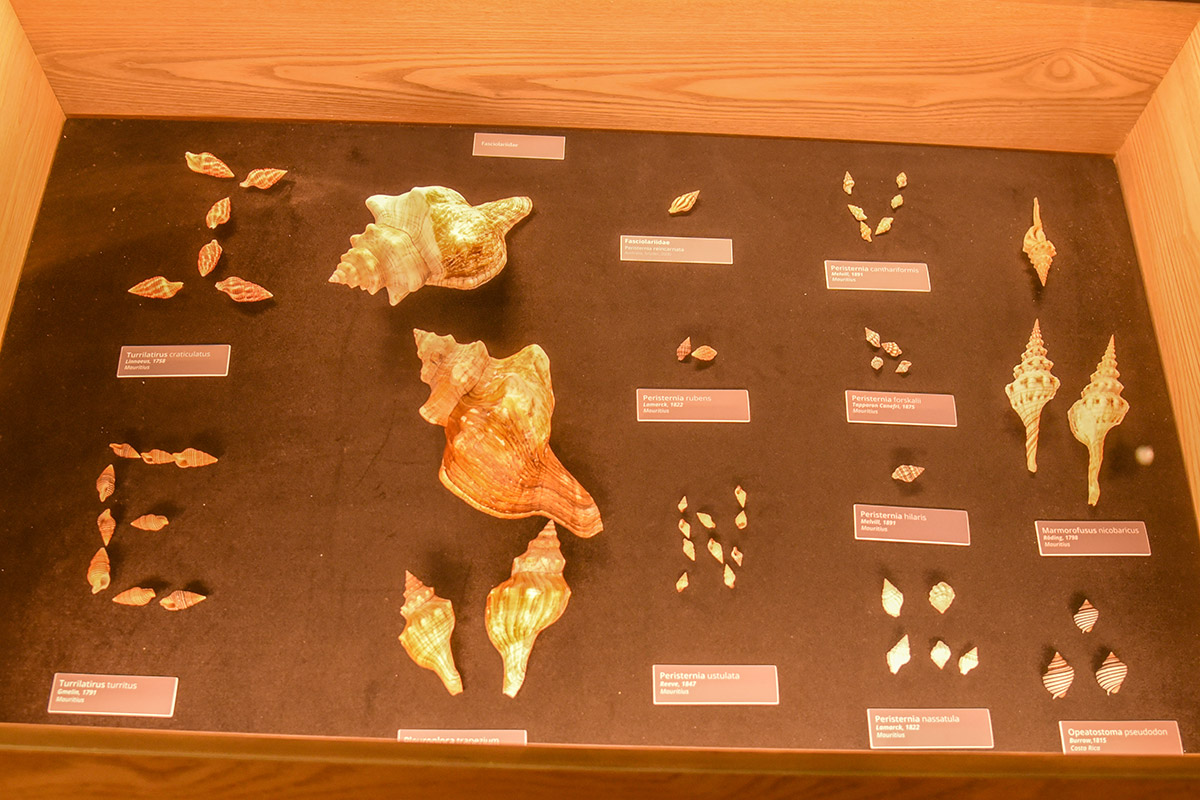 UN Winners tour in Bel Ombre - World of Seashells (5)