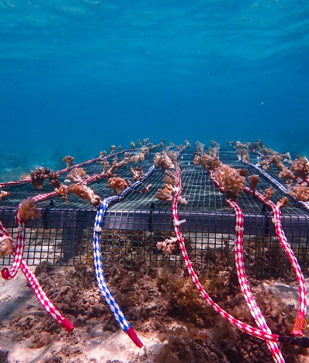 Coral Nursery