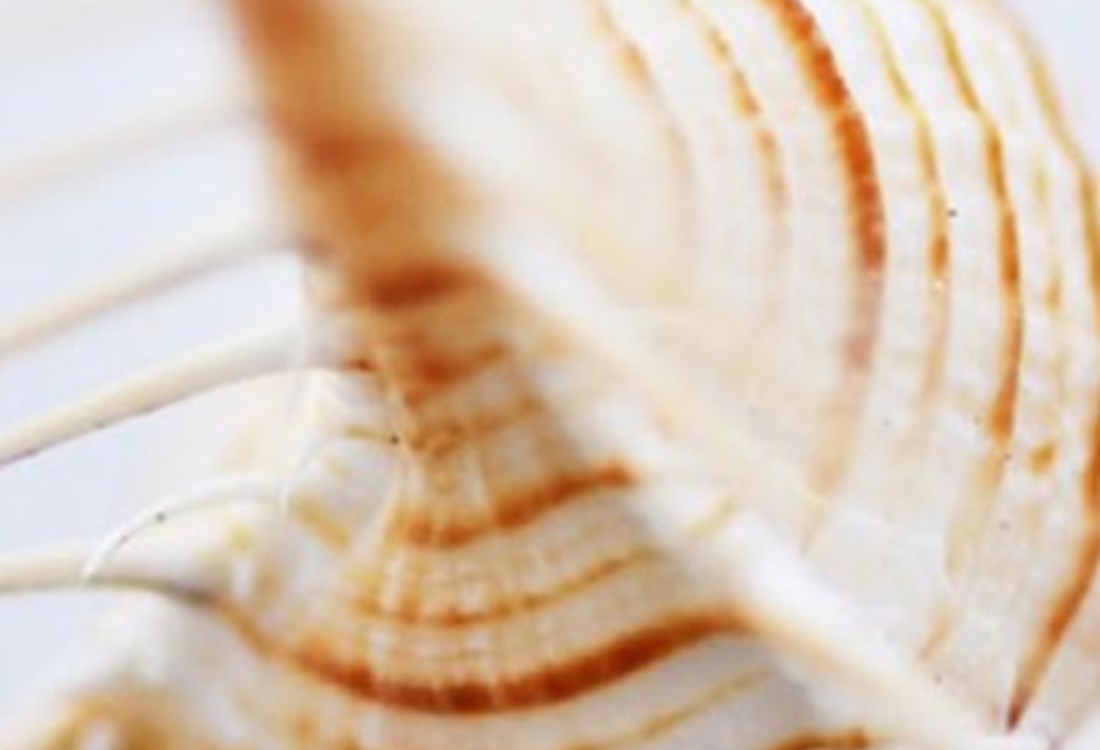 The Worlds of Seashells