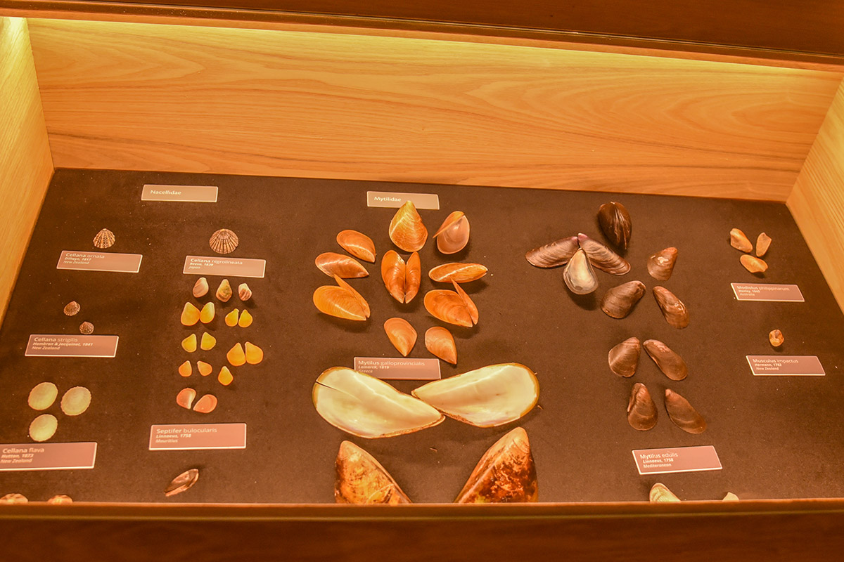 UN Winners tour in Bel Ombre - World of Seashells (3)