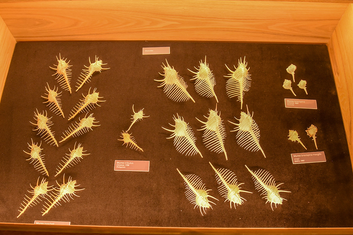UN Winners tour in Bel Ombre - World of Seashells (4)